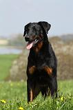 BEAUCERON 596